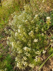 Draba hyperborea, photograph Анна Митрошенкова, CC BY, iNaturalist via GBIF