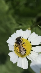 Halictus