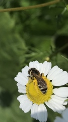 Halictus