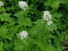 Alliaria petiolata