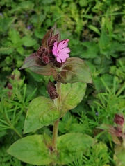 Silene dioica