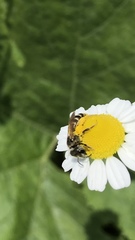 Halictus