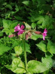 Silene dioica
