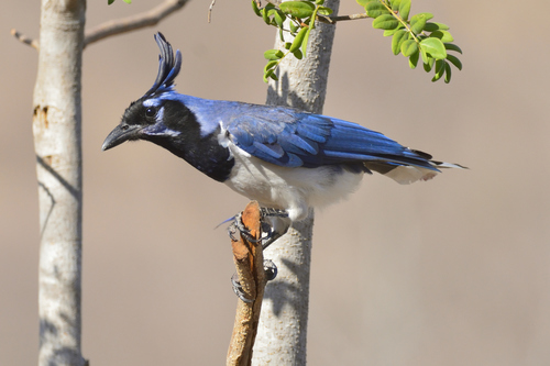 Black-throated Magpie-Jay