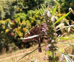 Chioides