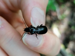 Pterostichus madidus