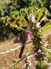 Chioides