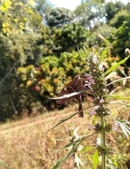 Chioides