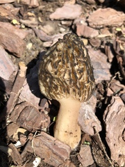 Morchella importuna