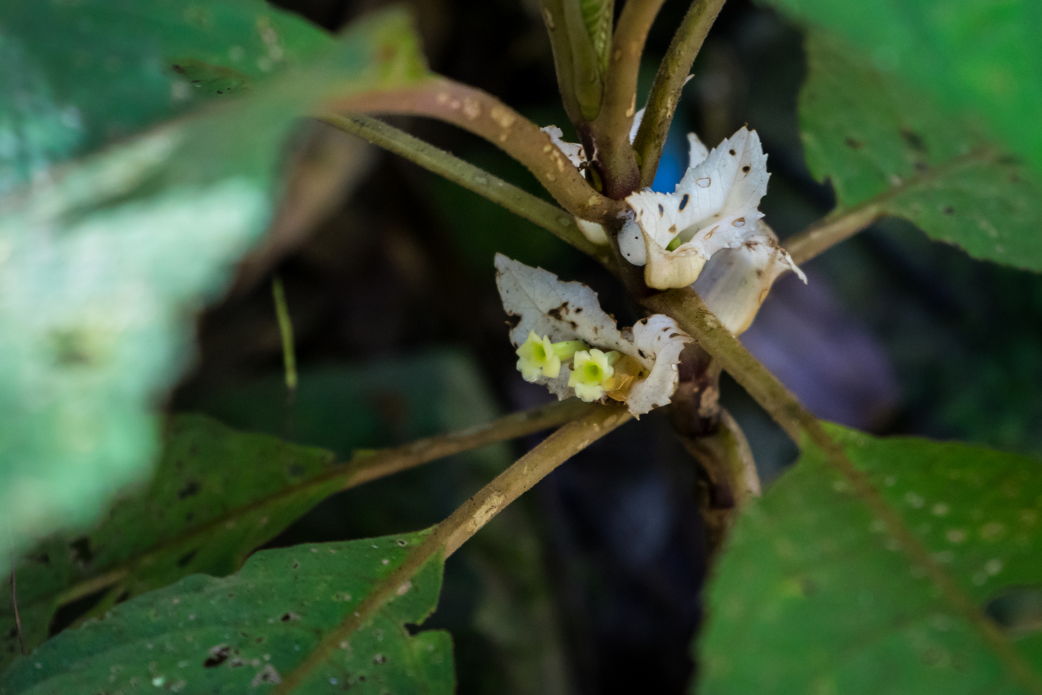 Cyrtandra burbidgei