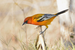 Streak-Backed Oriole photo 2
