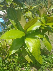 Miconia impetiolaris