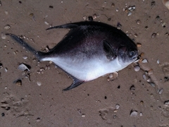 Trachinotus falcatus