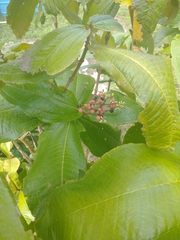 Miconia impetiolaris