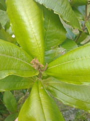 Miconia impetiolaris