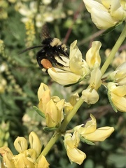 Bombus californicus