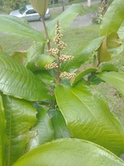 Miconia impetiolaris