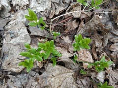 Euonymus europaeus