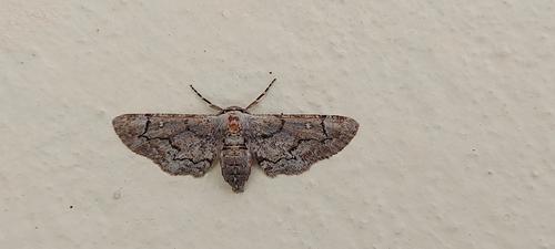 Holochroa ochra · iNaturalist