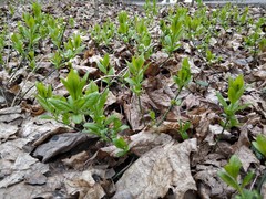 Euonymus europaeus