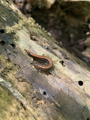 Plethodon cinereus