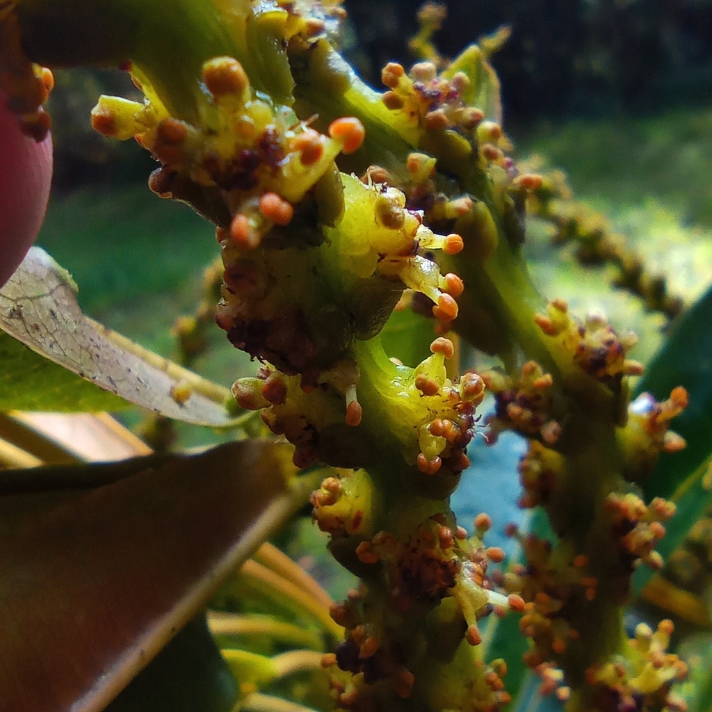 Sapium stylare