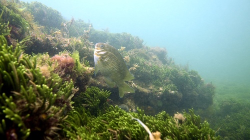 Parma victoriae
