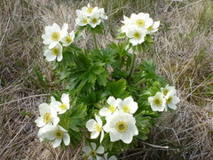 Anemonastrum villosissimum
