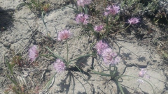 Allium nevii
