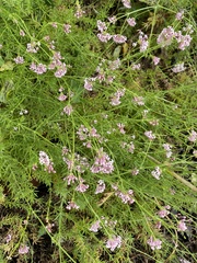 Asperula hirsuta