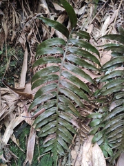 Plagiogyria japonica