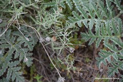 Centaurea hyssopifolia