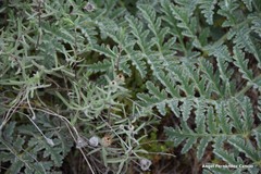 Centaurea hyssopifolia