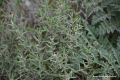 Centaurea hyssopifolia
