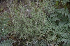 Centaurea hyssopifolia