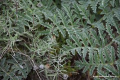 Centaurea hyssopifolia