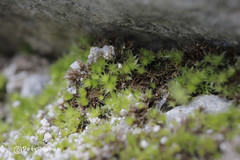 Ptychostomum pallescens