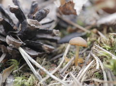 Strobilurus stephanocystis