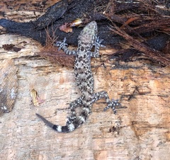 Hemidactylus turcicus