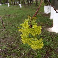 Acer platanoides