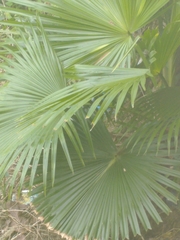 Livistona chinensis