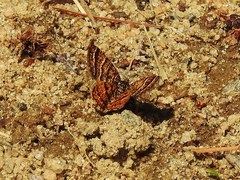 Epelis truncataria