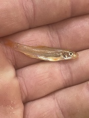 Notropis ammophilus