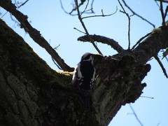 Dendrocopos major
