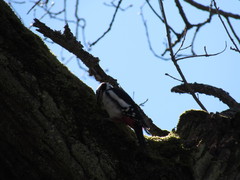 Dendrocopos major