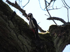 Dendrocopos major