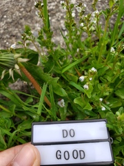 Veronica serpyllifolia