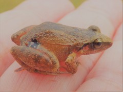 Eleutherodactylus atkinsi