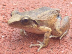 Eleutherodactylus atkinsi