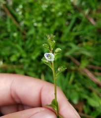 Veronica serpyllifolia